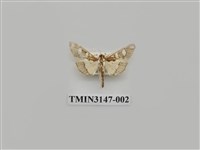 藏品(螟蛾296)的圖片